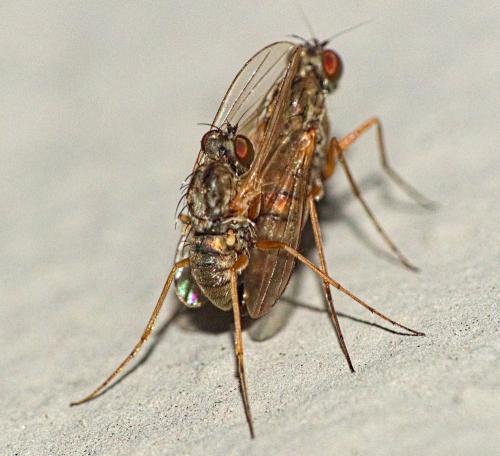 Medetera sp.